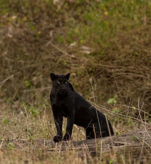 Photographer couple gets rare black panther sight in Karnataka forest |  Bengaluru News - Times of India