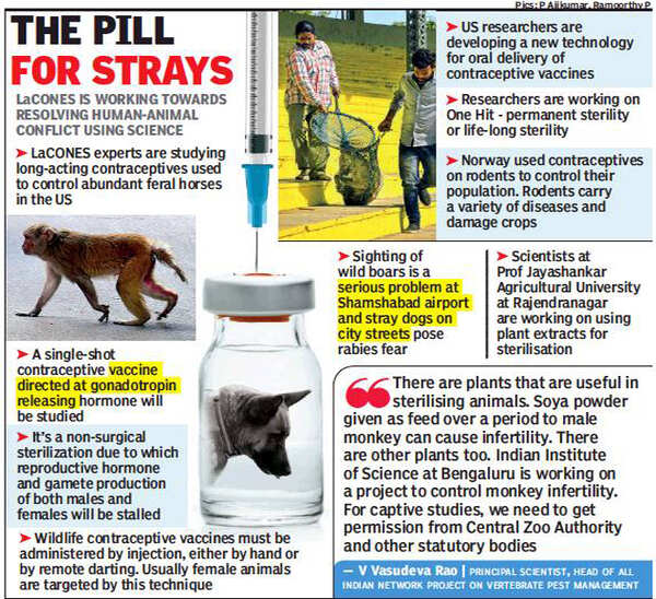 Hormone implants to control monkey menace, wild boar population | Hyderabad News - Times of India Hormone implants to control monkey menace, wild boar population | Hyderabad News - Times of India