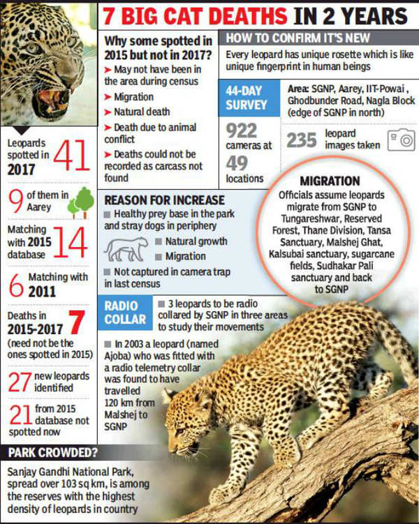 Sanjay Gandhi National Park census confirms 41 leopards, 27 of them new |  Mumbai News - Times of India