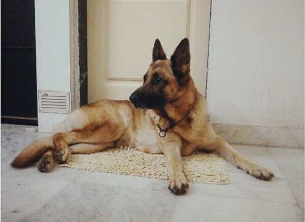 shashank 4