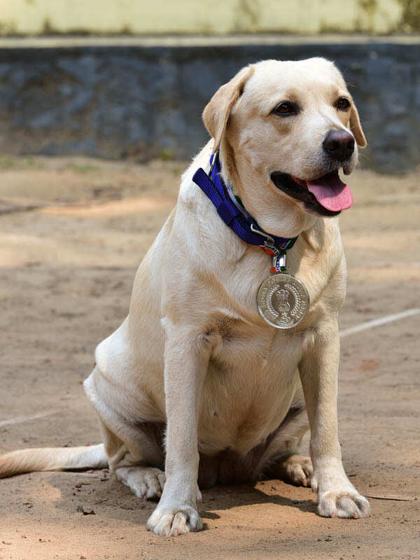 Kerala Police Meet Milla and Bella, who won medals for the Kerala