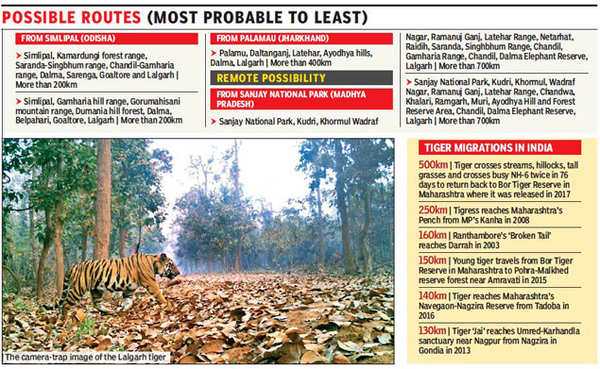 On a tiger’s tail | Kolkata News - Times of India