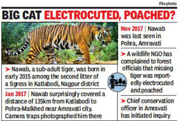 Nawab, tiger who travelled 135km last year, vanishes | Mumbai News ...