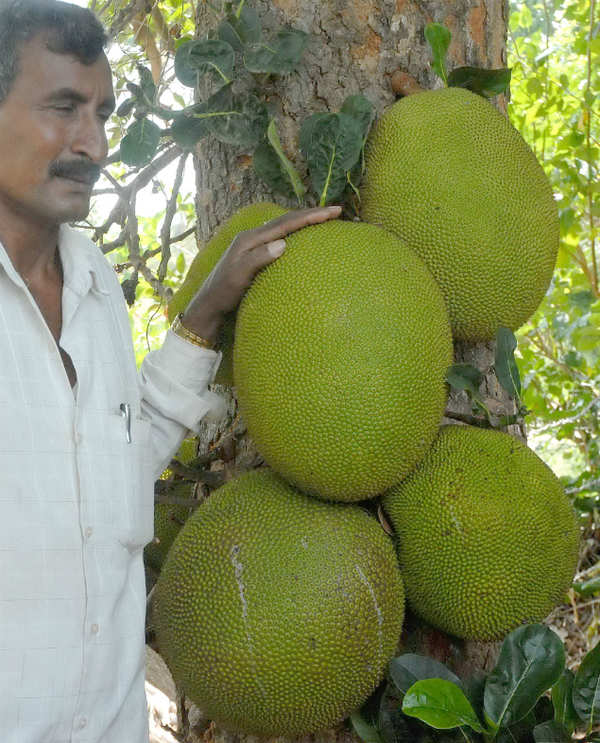 Kerala: When jackfruit becomes Kerala’s own fruit | Thiruvananthapuram ...