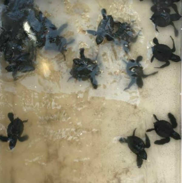 Mumbai: 80 Olive Ridley turtles hatch at Versova beach, activists happy ...