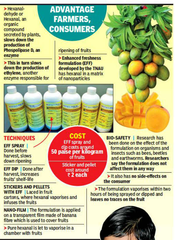 New technology assures longer shelf life, season of mangoes Chennai