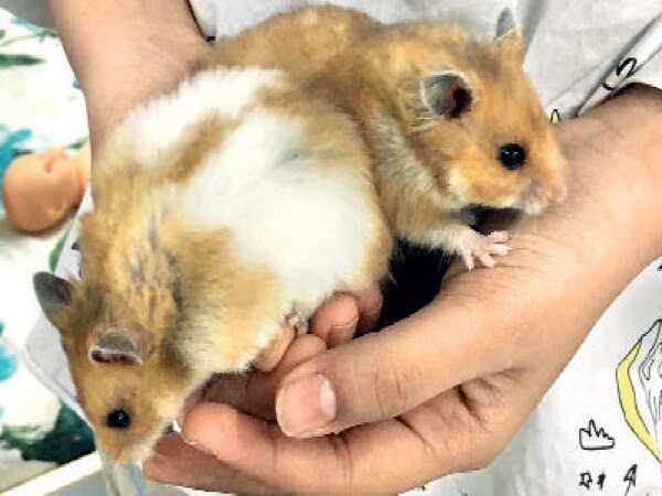 squeaky delights