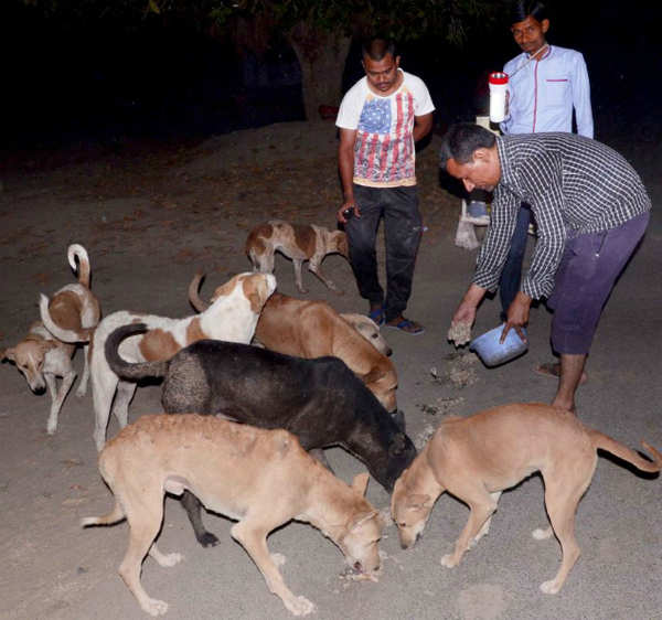 In this Gujarat village, canines are crorepatis | Ahmedabad News - Times of  India