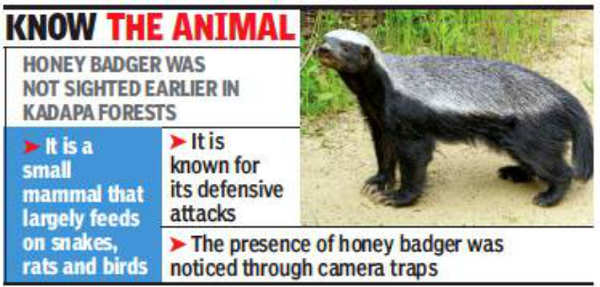 Sri Lankamalleswara Sanctuary: Caught on camera: Rare Honey badger found in  Kadapa jungles