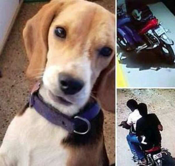 dog