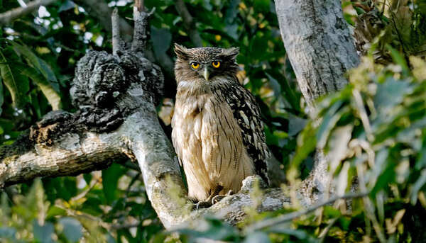 brown_fish_owl
