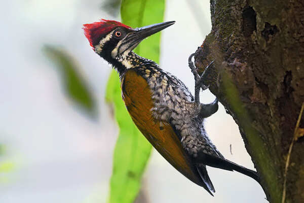 greater_flameback