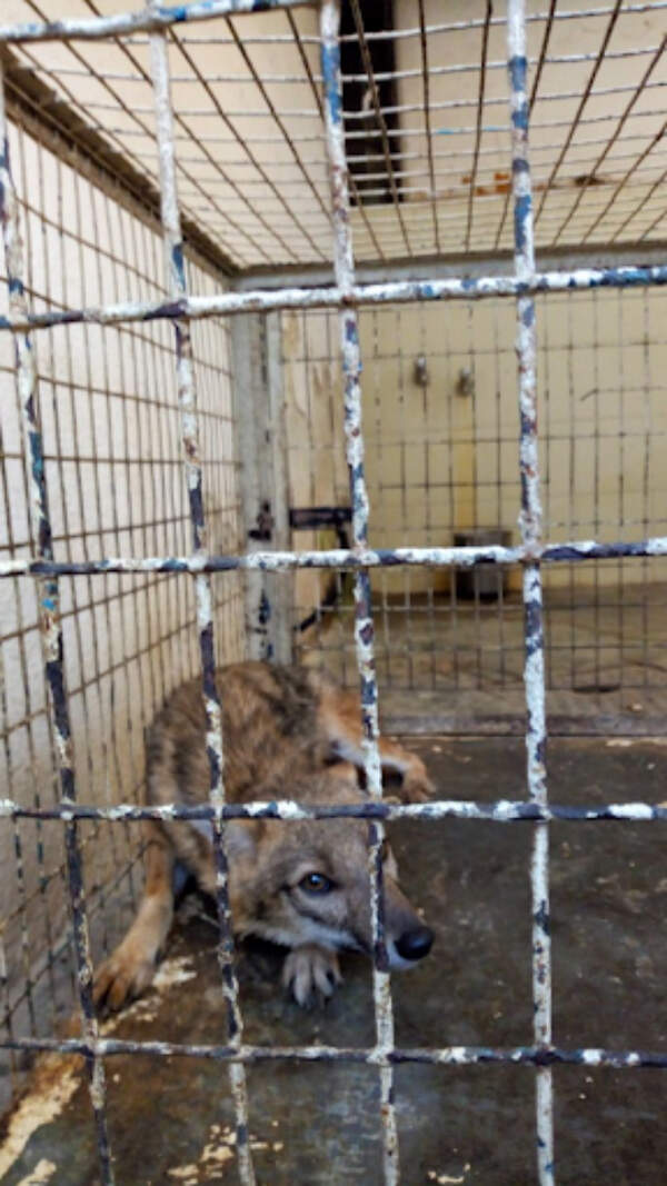 Jackal set to leave Mumbai hospital 5 months after it injured spine in mishap | Mumbai News - Times of India Jackal set to leave Mumbai hospital 5 months after it injured spine in mishap | Mumbai News - Times of India