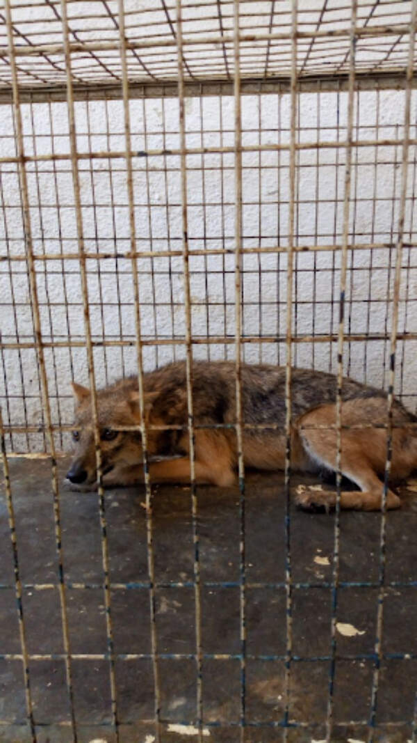 Jackal set to leave Mumbai hospital 5 months after it injured spine in mishap | Mumbai News - Times of India Jackal set to leave Mumbai hospital 5 months after it injured spine in mishap | Mumbai News - Times of India