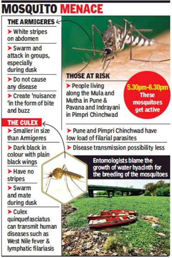 New buzz of sting scare bugs areas along rivers | Pune News - Times of ...