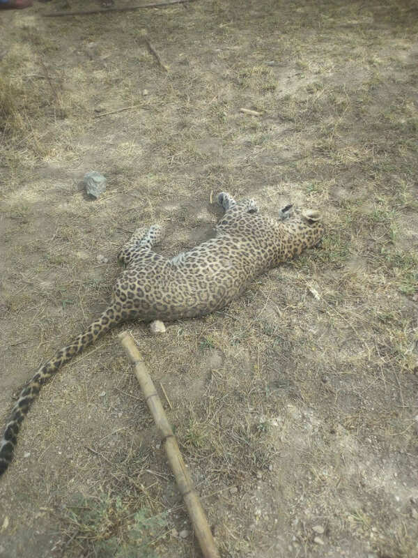 Rajasthan: Leopard beaten badly after it attacks villagers | Ajmer News ...