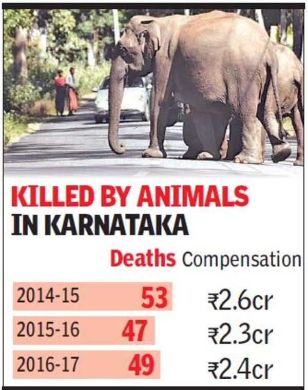 Leopards, blackbucks, elephants are a poll issue in Karnataka | India ...