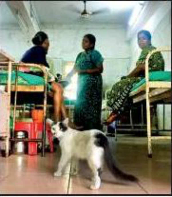 Hospital cat best sale