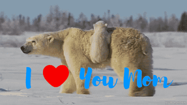 Video gif: Mothers love in pets