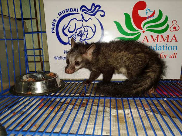 Mumbai: Asian palm civet, pythons rescued by activists | Mumbai News -  Times of India