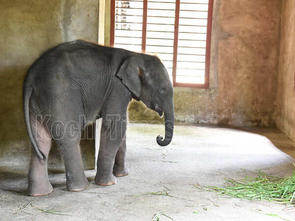Elephant2 (1)