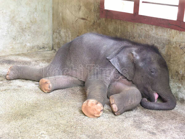 Elephant3 (1)