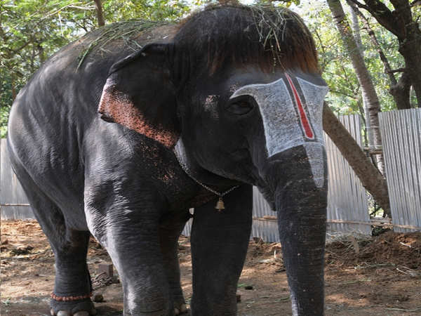 Photos: This Tamil Nadu elephant makes a style statement with 'bob-cut' |  Trichy News - Times of India