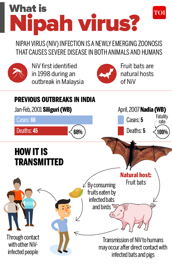 Infographic Nipah virus symptoms All you need to know India News