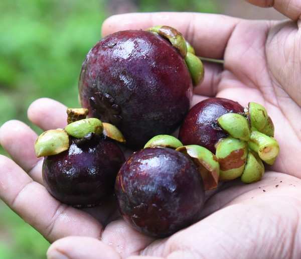 Valley Of Fruits: Anish, Manish and their valley of fruits | Kochi News ...