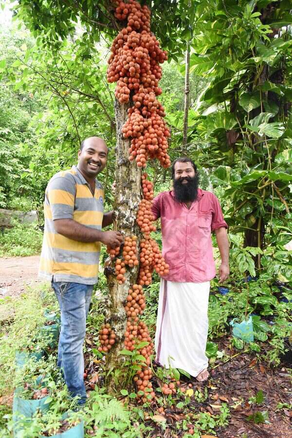 Milk Fruit Tree In Kerala atelieryuwa.ciao.jp