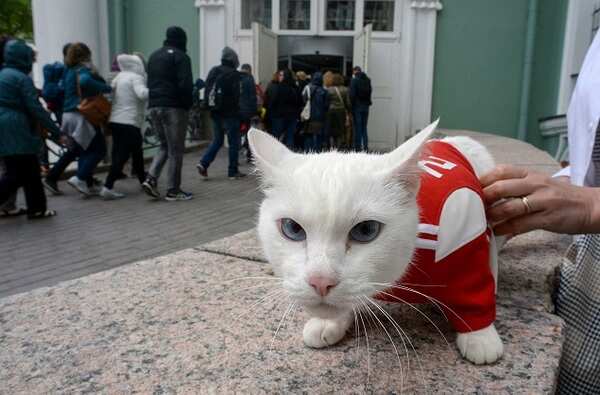 achilles-cat
