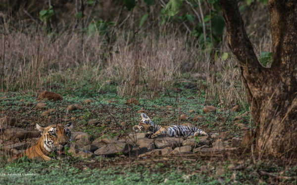 Discovery - Happy #TigerTuesday! 🐅“This photo of a 3-month-old tiger cub  with its mother was taken at the Tipeshwar Wildlife Sanctuary, on the  border of Maharashtra, a state in India. Tiger cubs