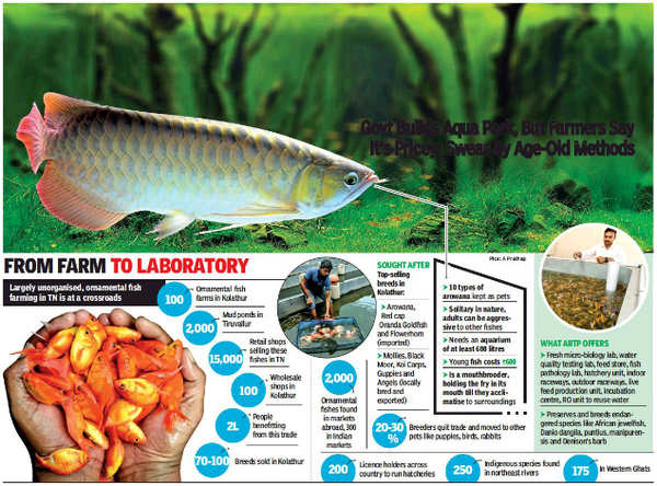 arowana fish kolathur