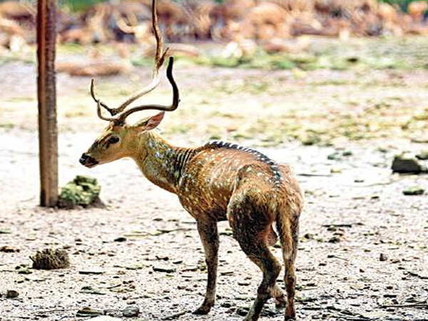 DEER 2