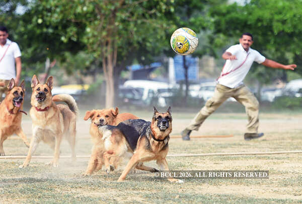 A pawsome football match for CISF dogs in Delhi | Delhi News - Times of ...