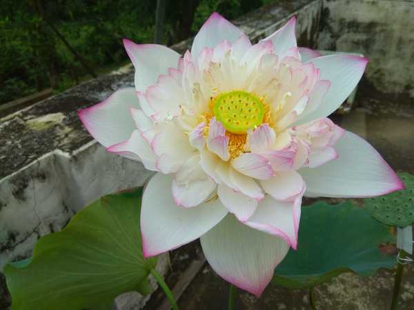 Lotus Love: Lotus, lots and lots | Kochi News - Times of India