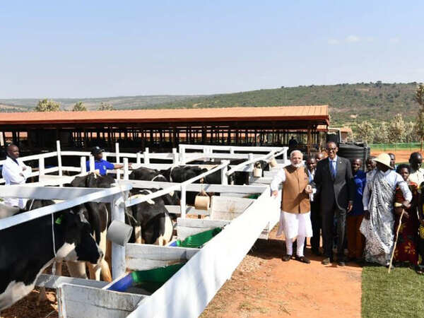 Modi in Rwanda: PM Narendra Modi gifts 200 cows to villagers in Rwanda ...
