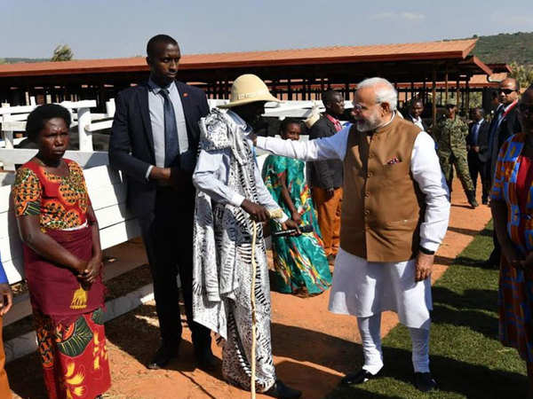 Modi in Rwanda: PM Narendra Modi gifts 200 cows to villagers in Rwanda ...