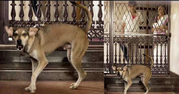 Dog2_ed