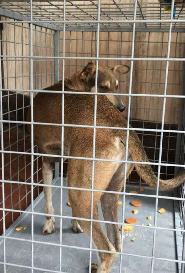 dog3_ed