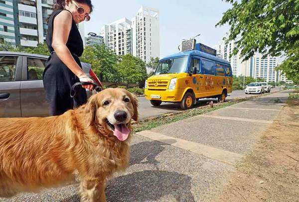 Dog spa clearance on wheels