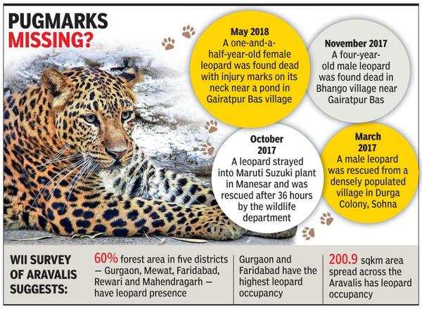 No leopard spotted for months in Asola Bhatti: State to Centre ...