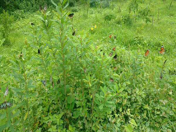 aareydairybutterflygarden_goregaon