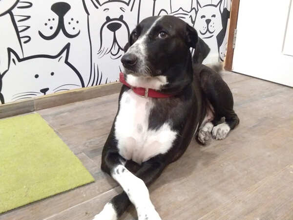 Doggie1