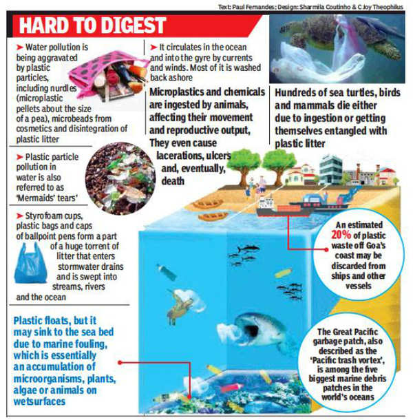Microplastic hits marine life, enters human food | Goa News - Times of India
