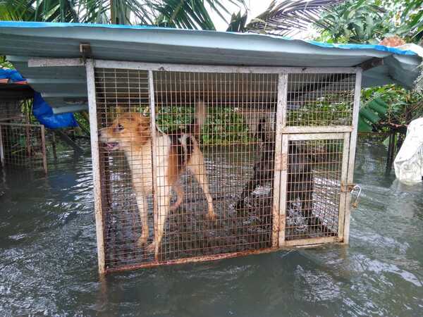 How a team from Chennai rescued 18 dogs during Kerala floods | Kochi News - Times of India How a team from Chennai rescued 18 dogs during Kerala floods | Kochi News - Times of India
