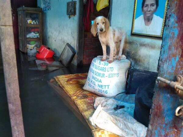 How a team from Chennai rescued 18 dogs during Kerala floods | Kochi News - Times of India How a team from Chennai rescued 18 dogs during Kerala floods | Kochi News - Times of India
