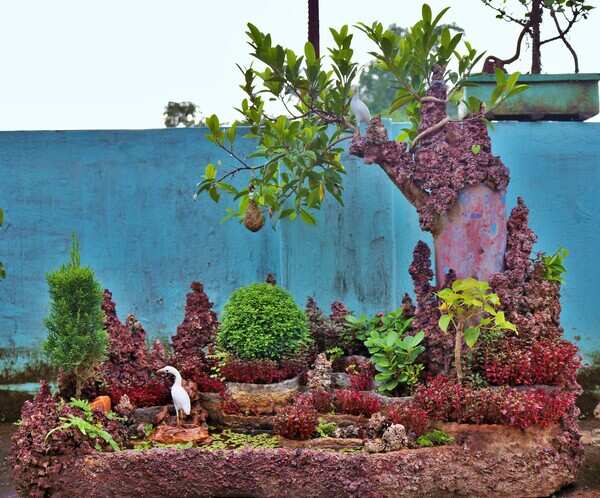Ficus Plants in Penjing or Landsceaping Design