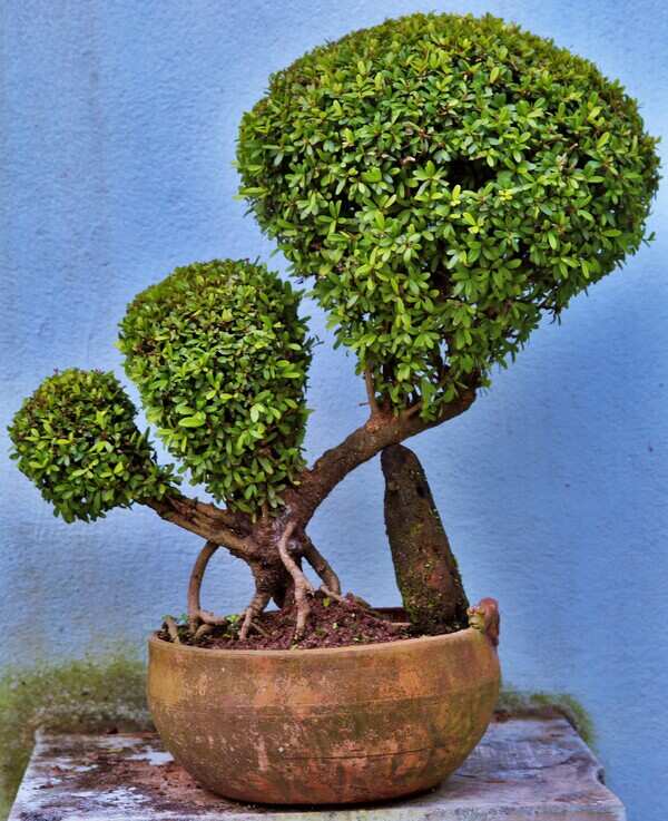 Nia Boxifolia 2
