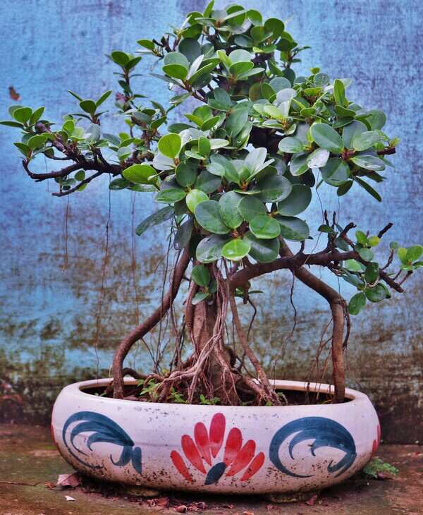 Ficus Green Island 2